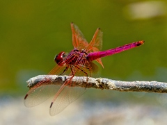 Trithemis