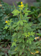 Cleome viscosa