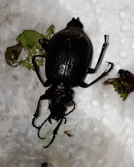 Calosoma inquisitor