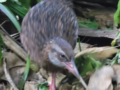 Gallirallus australis