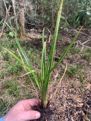 Cyperus esculentus