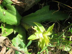 Eucomis humilis