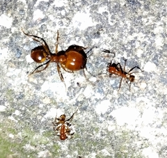 Pheidole tristis