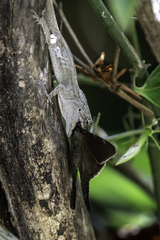 Anolis laeviventris