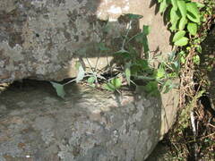 Senecio oxyriifolius