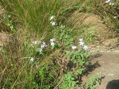 Chaenostoma floribundum