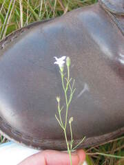 Wahlenbergia capillata