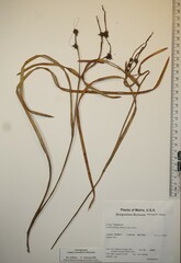 Sparganium fluctuans