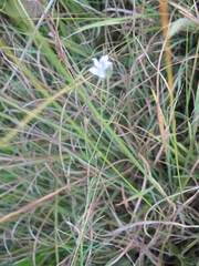 Wahlenbergia capillata