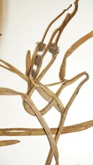 Sparganium fluctuans