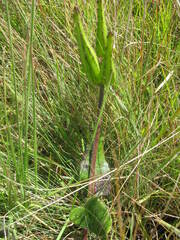 Xysmalobium