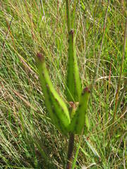 Xysmalobium
