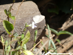 Asystasia intrusa