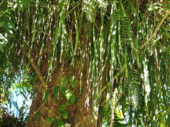 Haplopteris elongata