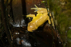 Dendropsophus carnifex