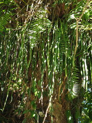 Haplopteris elongata