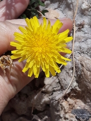 Sonchus tenerrimus
