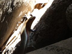 Eutropis multifasciata