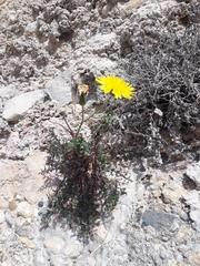 Sonchus tenerrimus
