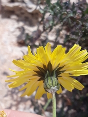 Sonchus tenerrimus
