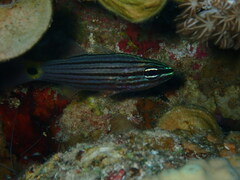 Cheilodipterus lachneri