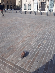 Columba livia domestica