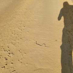 Thamnophis saurita saurita