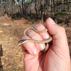 Thamnophis saurita saurita