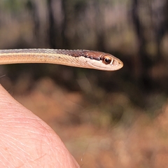 Thamnophis saurita saurita