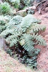 Cyathea cooperi