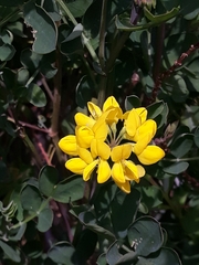 Coronilla valentina