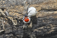 Latrodectus curacaviensis