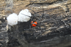 Latrodectus curacaviensis