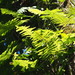 Taiwan Polypody - Photo no rights reserved, uploaded by 葉子