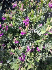 Polygala myrtifolia