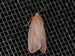 Hypoprepia miniata