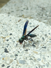 Synoeca