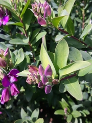 Polygala myrtifolia