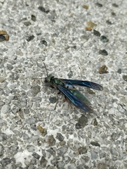 Synoeca