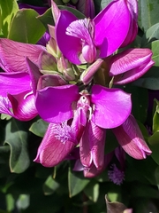 Polygala myrtifolia