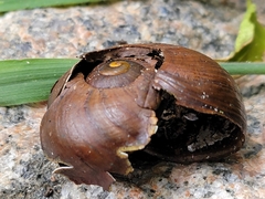 Powelliphanta