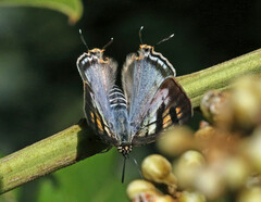 Cigaritis natalensis