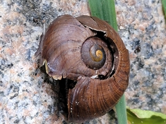 Powelliphanta