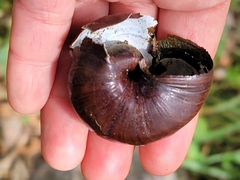 Powelliphanta