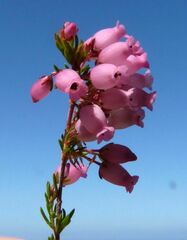 Erica tenella
