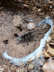 Grammostola