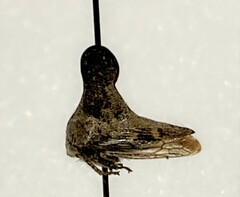 Glossonotus acuminatus