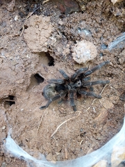Grammostola