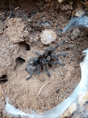 Grammostola