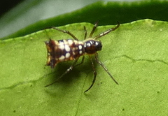 Micrathena fissispina